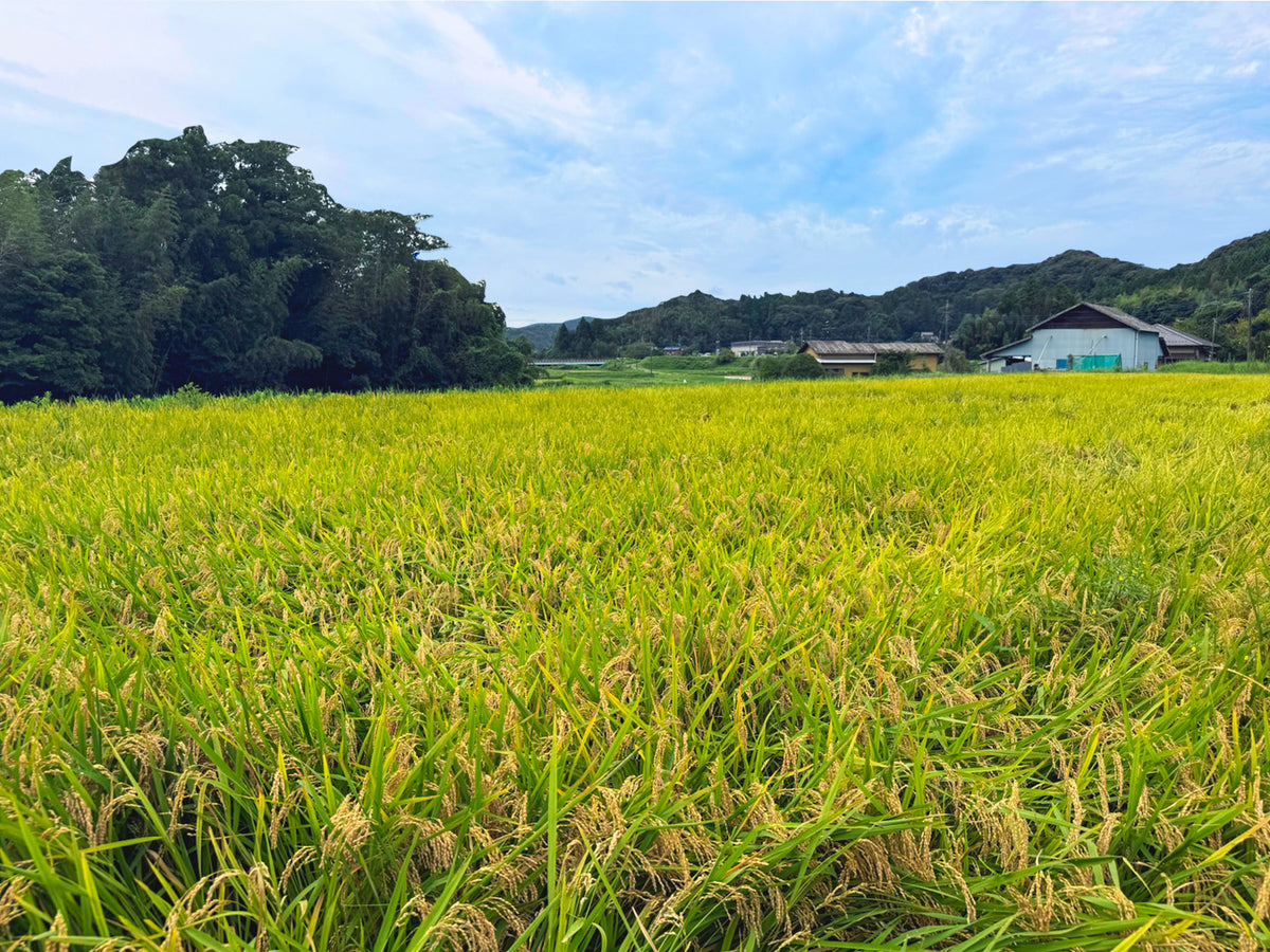 新米令和8年産 千葉県市原市産 スースーコシヒカリ 10kg【送料無料】