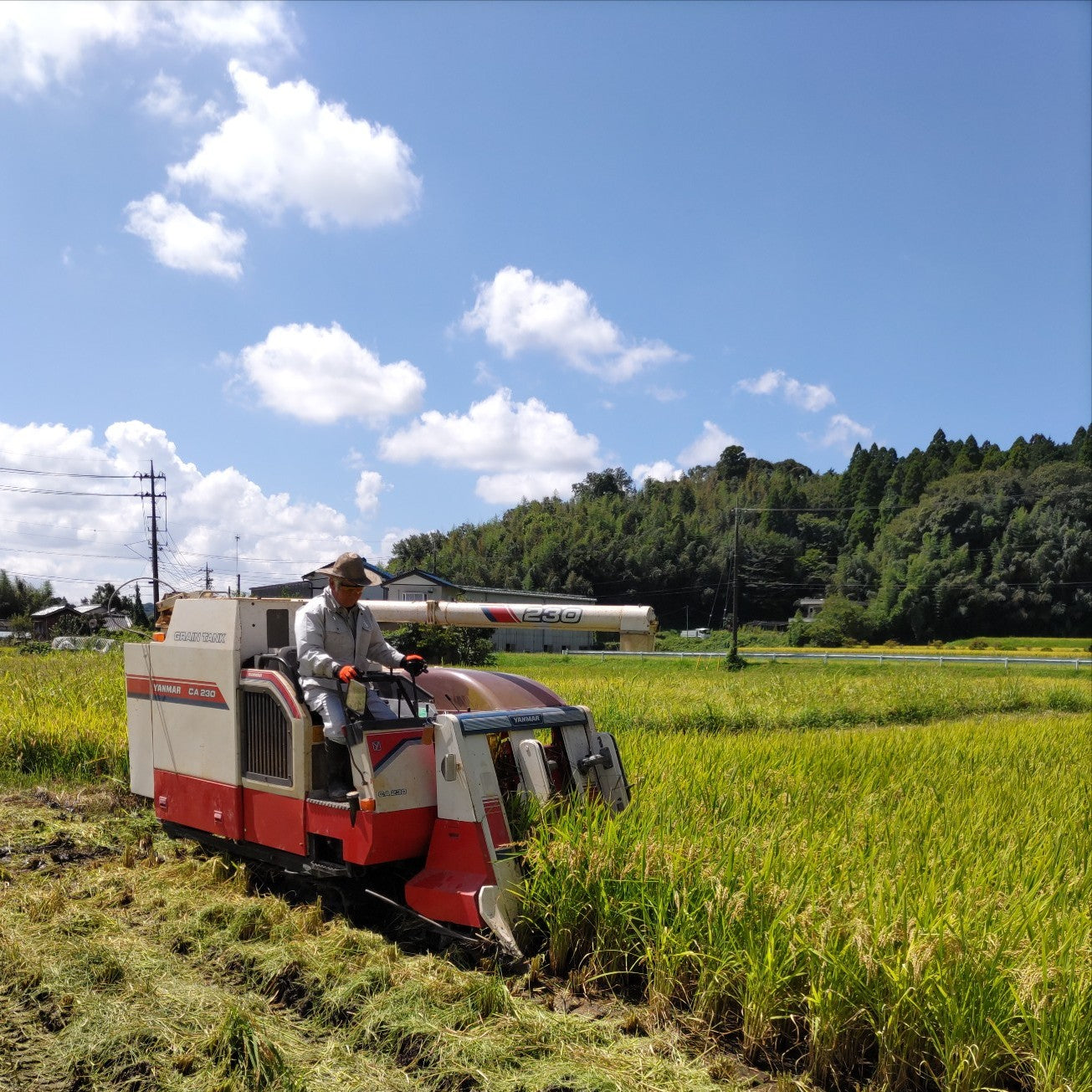 【送料込】令和7年産 千葉県市原市産 スースーコシヒカリ 5kg