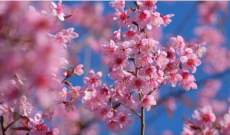 桜はタイにもあるでしょうか？