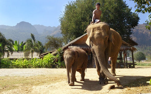 タイにとっての象
