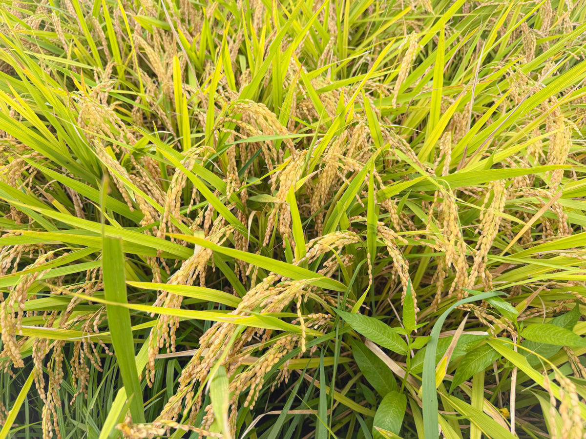 新米令和8年産 千葉県市原市産　スースーコシヒカリ 10kg【送料無料】